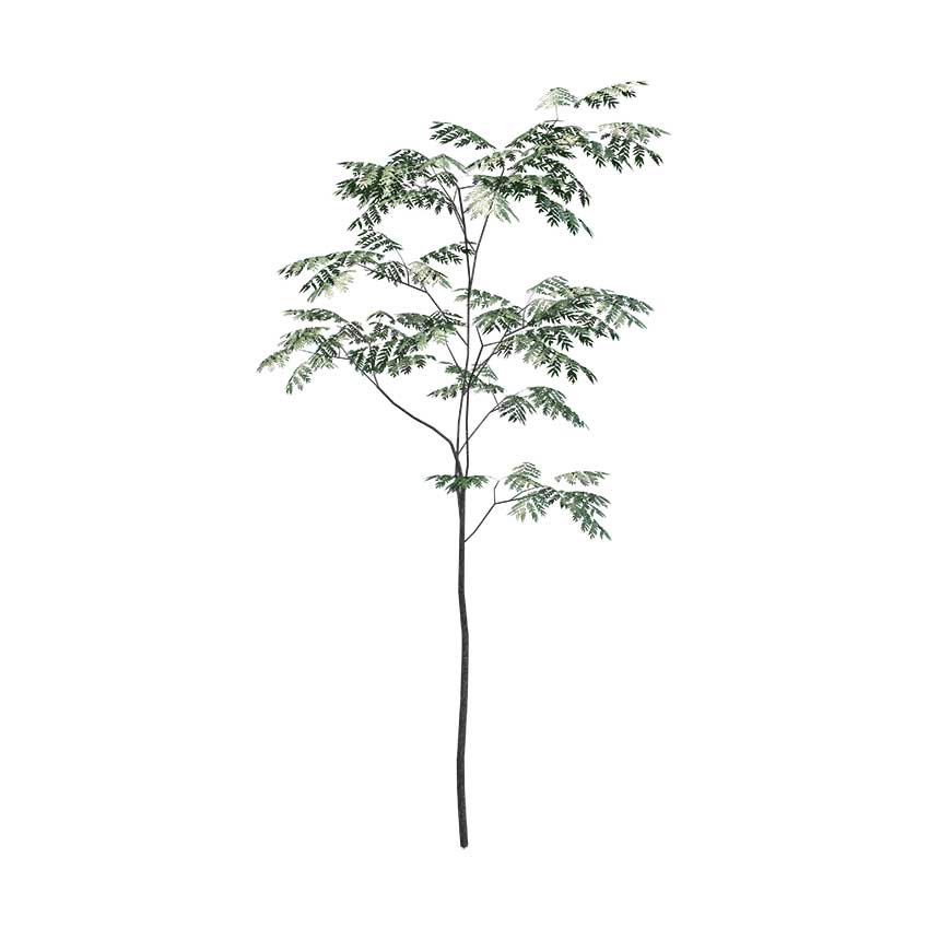 Aralia elata - Japanese Angelica Tree 02